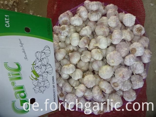 Export Standard Garlic